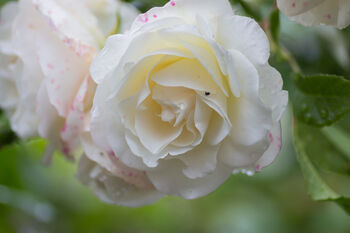 Climbing Rose 'Madame Alfred Carriere' Bare Rooted, 3 of 4