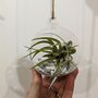 Airplant In Glass Bauble Open Terrarium, thumbnail 2 of 11