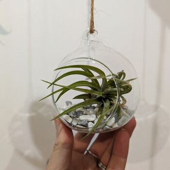 Airplant In Glass Bauble Open Terrarium, 2 of 11
