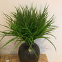 Faux Vanilla Grass In Charcoal Metal Bowl | Faux Foliage Arrangement, thumbnail 2 of 2