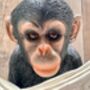 Monkey Reading Newspaper Ornament – Statue Figurine, thumbnail 8 of 9