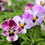 Flowering Plants Viola 'Antique Shades' X Six Pack, thumbnail 8 of 9