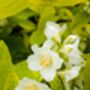 Mock Orange Plants 'Philadelphus 'Coronarius', thumbnail 4 of 6