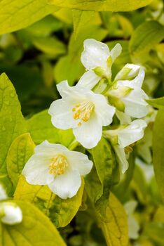 Mock Orange Plants 'Philadelphus 'Coronarius', 4 of 6