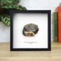 Neolithic Scraper Tool Box Frame Real Authentic Fossil Archaeology Ancient History Museum Quality Interior Design Home Decor Display Gift Ornament, thumbnail 1 of 4