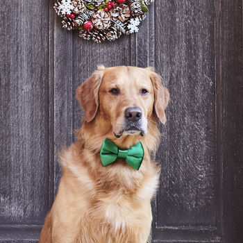 Artisan Dog Treats – Handmade In Norfolk, 11 of 12