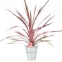 Cordyline Southern Splendour – Pink And Green Foliage, thumbnail 5 of 7
