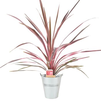 Cordyline Southern Splendour – Pink And Green Foliage, 5 of 7