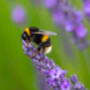 Happy Christmas Wildflower Seed Eco Stocking Fillers, thumbnail 10 of 11