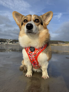 Sweet Marmalade Floral Dog Harness, 5 of 5