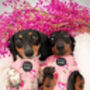 Sunday Rose Floral Dog Harness, thumbnail 4 of 7