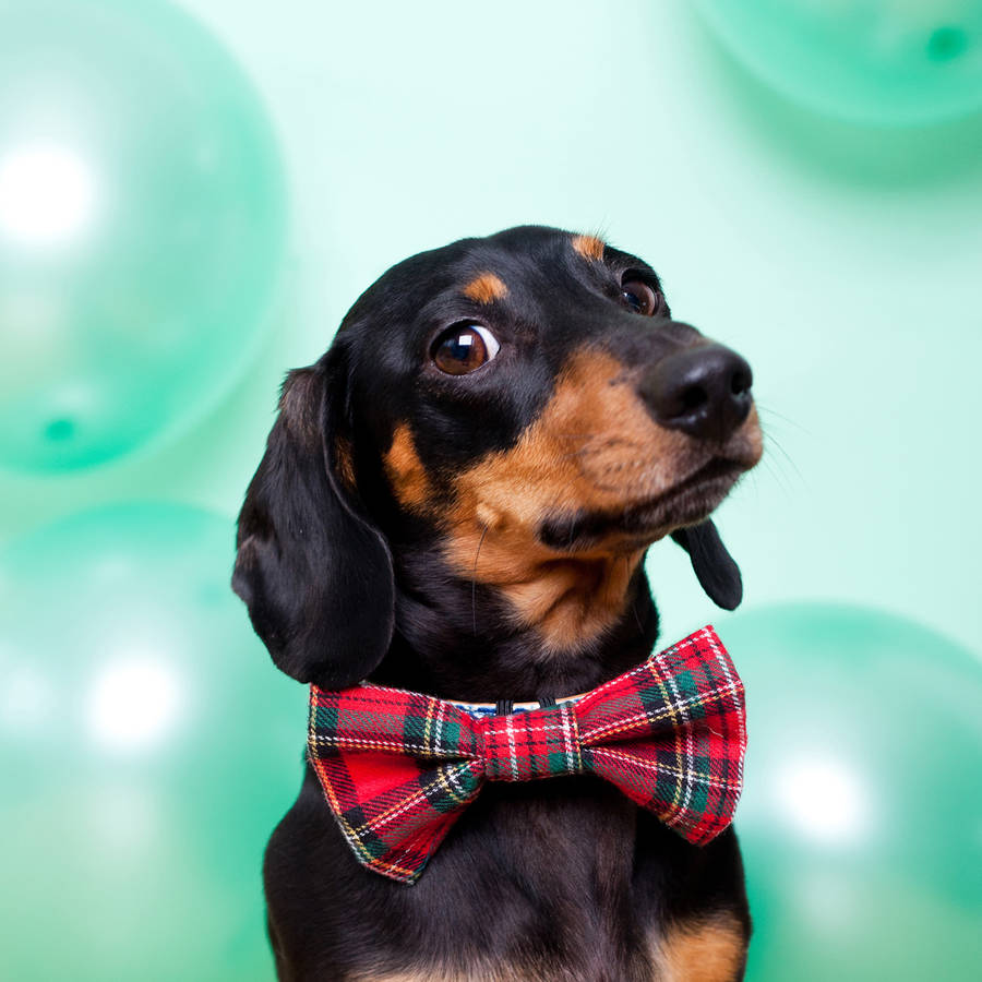 Dachsund in a plaid bow tie. Doing a serious. 