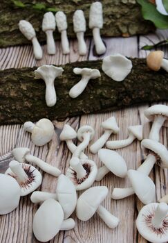 Porcelain Terrarium Fungi, 5 of 9