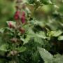 Bergamot And Nettle Reed Diffuser Refill, thumbnail 2 of 2