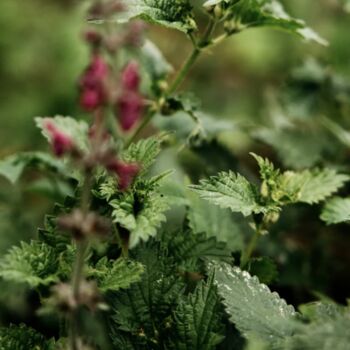 Bergamot And Nettle Reed Diffuser Refill, 2 of 2