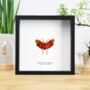 Indonesian Lanternfly Insect Bug Moth Butterfly Box Frame Entomology Taxidermy Interior Design Modern Home Decor Wall Hanging Display Gift Ornament, thumbnail 1 of 3