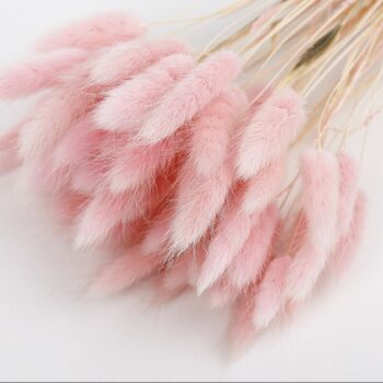 Bunny Tails Grass In Various Colours 25 Stems, 9 of 9