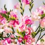 Light Pink Guernsey Long Stem Freesia Flowers, thumbnail 2 of 3