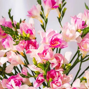 Light Pink Guernsey Long Stem Freesia Flowers, 2 of 3