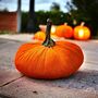 Autumn And Halloween Decor 15cm Velvet Pumpkins Free Lights, thumbnail 4 of 10