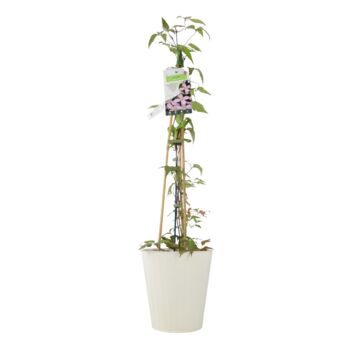 Clematis Montana Vera – Pink Spring Climber3 L Pot, 4 of 5