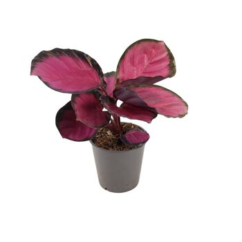 Calathea Roseopicta ‘Rosy’ – Indoor Prayer Plant With Stunning Pink Leaves 12cm Pot, 9 of 9