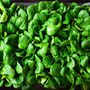 Spinach 'Bella' 12 X Plant Pack, thumbnail 3 of 5