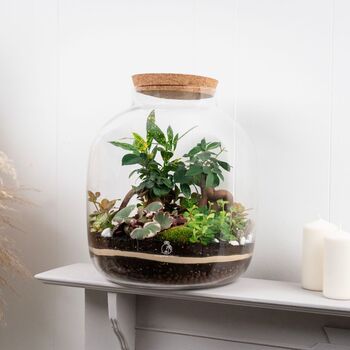 Xl Terrarium Kit | 'Nagoya', 8 of 12