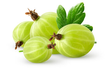 Gooseberry Plants, 'Leveller', 7 of 7