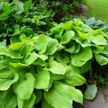 Garden Perennial Hosta 'T Rex' One Litre Pot, 3 of 5