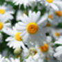 Herb Plants, Chamomile 'Roman' In A One Litre Pot, thumbnail 6 of 7