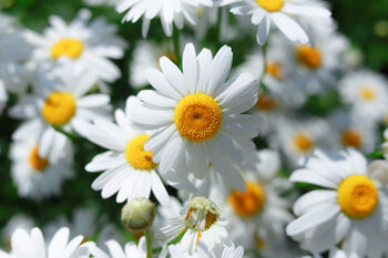 Herb Plants, Chamomile 'Roman' In A One Litre Pot, 6 of 7