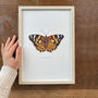 Painted Lady Illustrated Butterfly Print, thumbnail 2 of 5