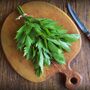 Herb Plants, Lovage, Full Plants In 9cm Pots, thumbnail 4 of 5