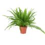 Boston Fern In 17cm Pot – Lush Air Purifying Plant, thumbnail 5 of 5