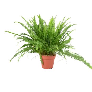 Boston Fern In 17cm Pot – Lush Air Purifying Plant, 5 of 5
