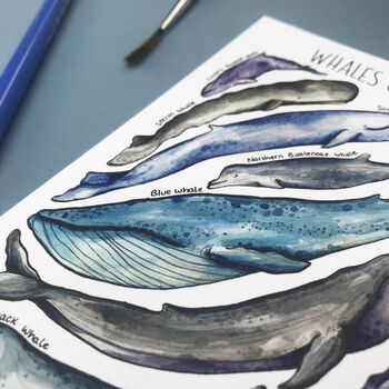 Whales Of Britain Wildlife Watercolour Print, 5 of 7