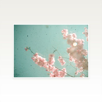 Hazy Sunshine Photographic Cherry Blossom Print, 2 of 2