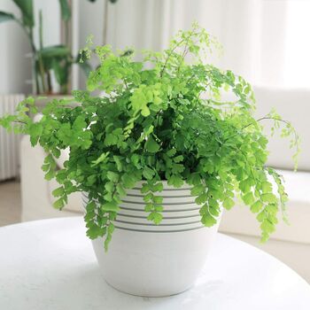 Contemporary Stripe Pattern Indoor Planter Flower Pot, 5 of 12