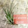 Tillandsia Air Plant Pick And Mix. Easy Care Houseplant, thumbnail 4 of 6