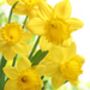 Spring Bulbs Daffodil 'Dutch Master' Bulb Pack, thumbnail 4 of 5