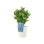 Blue Hydrangea 3 L Pot – Stunning Summer Flowering Shrub, thumbnail 4 of 8