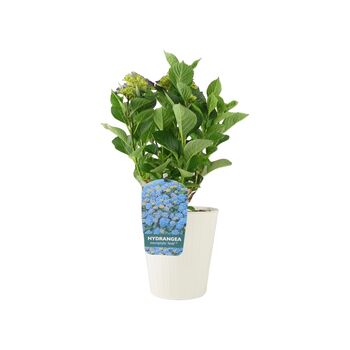 Blue Hydrangea 3 L Pot – Stunning Summer Flowering Shrub, 4 of 8