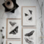 Monochrome Butterfly Greeting Cards – Set Of Four A6, thumbnail 11 of 11