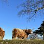 Wensleydale Smallholder Farming Experience For Two, thumbnail 4 of 4