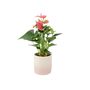 Pink Flamingo Flower Anthurium In 12cm Pot, thumbnail 4 of 8