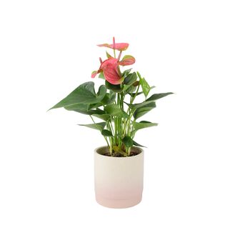 Pink Flamingo Flower Anthurium In 12cm Pot, 4 of 8
