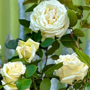 A White Wedding Rose, 3 of 7