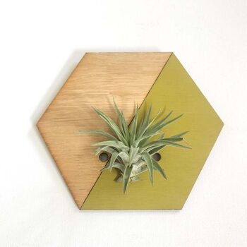 Indoor Wall Hanging Planter, Air Plants Display, 7 of 11