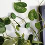 House Plant Climbing Clips, thumbnail 3 of 5